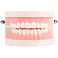 Los mejores  - Modelo de los dientes - dientes 1pc PVC Dental Enseñanza Modelo Estándar estudio de demostración ecológico Modelo…
